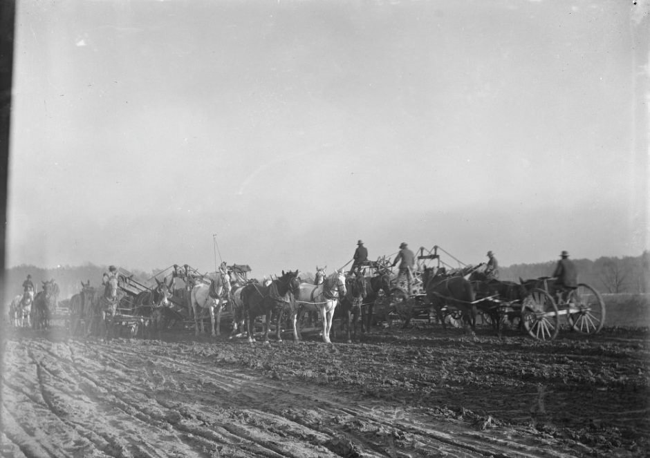 Horses and Mules Pulling Carts in a Field, 1901