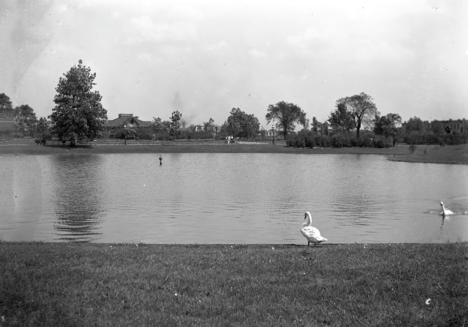 Swans in a Park Pond, 1903