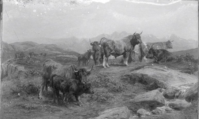 A Painting Titled Beef and Bulls, a Cantal Breed, 1902