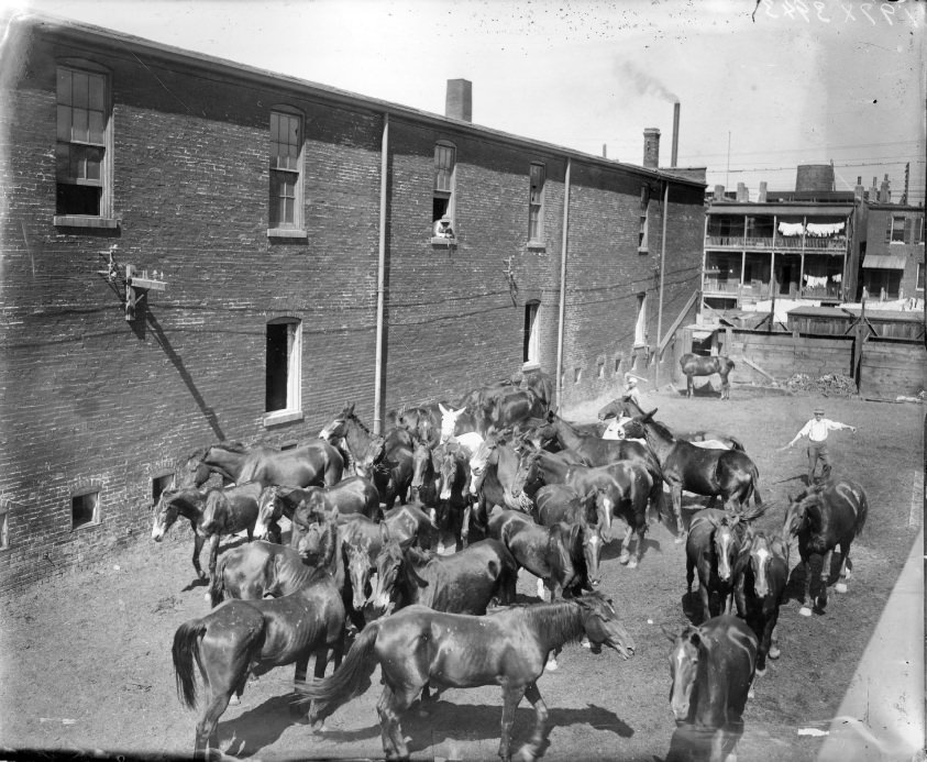 Herd of horses in urban neighborhood. Two men appear to be trying to corral the horses, 1906