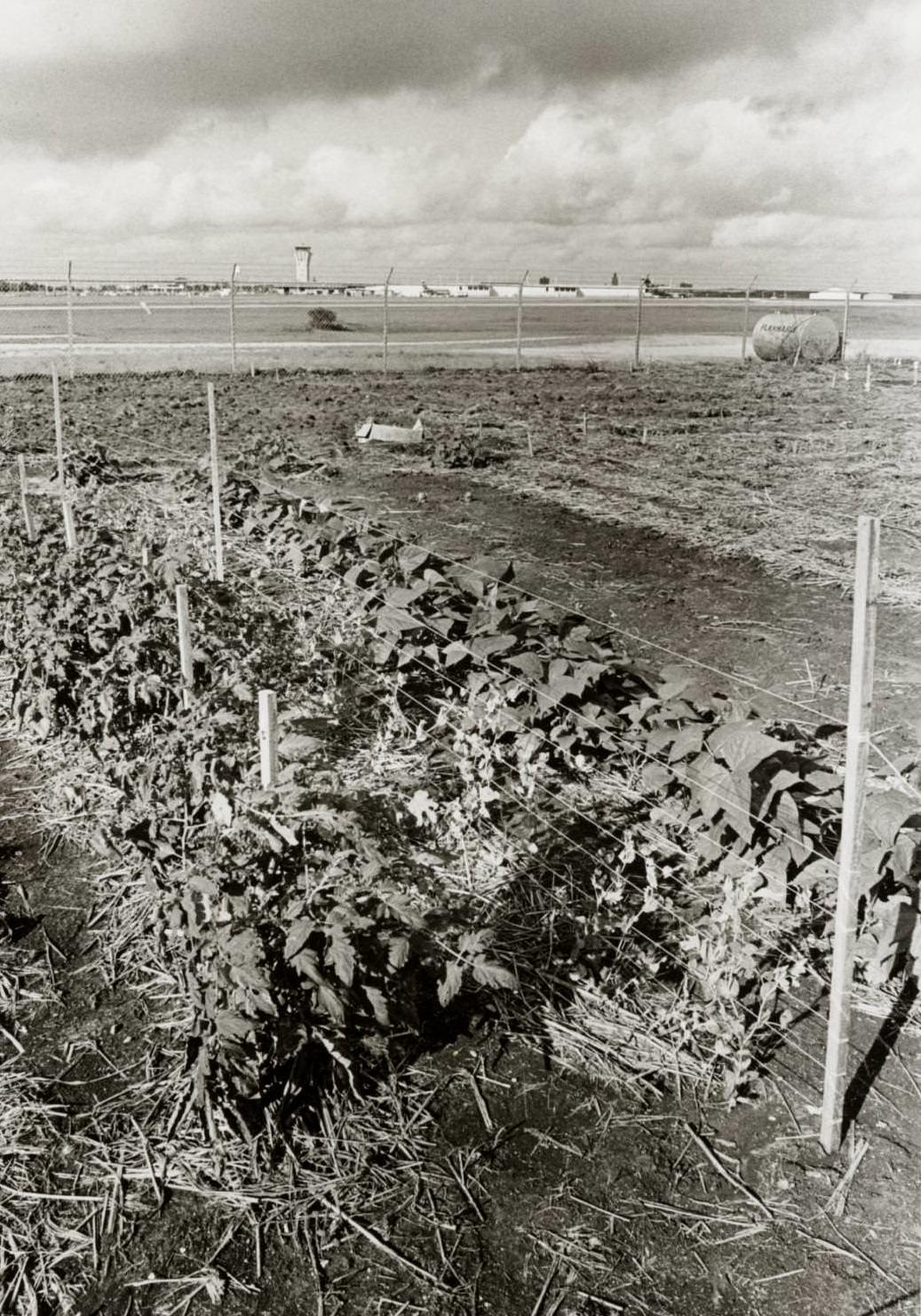 Austin Community Garden near airport, 1975.