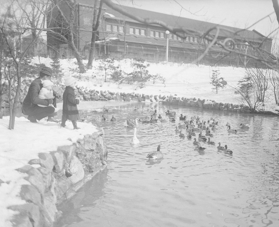 Man and two children feeding ducks that are swimming in a pond in Lincoln Park, Chicago, Illinois, March 13, 1915.