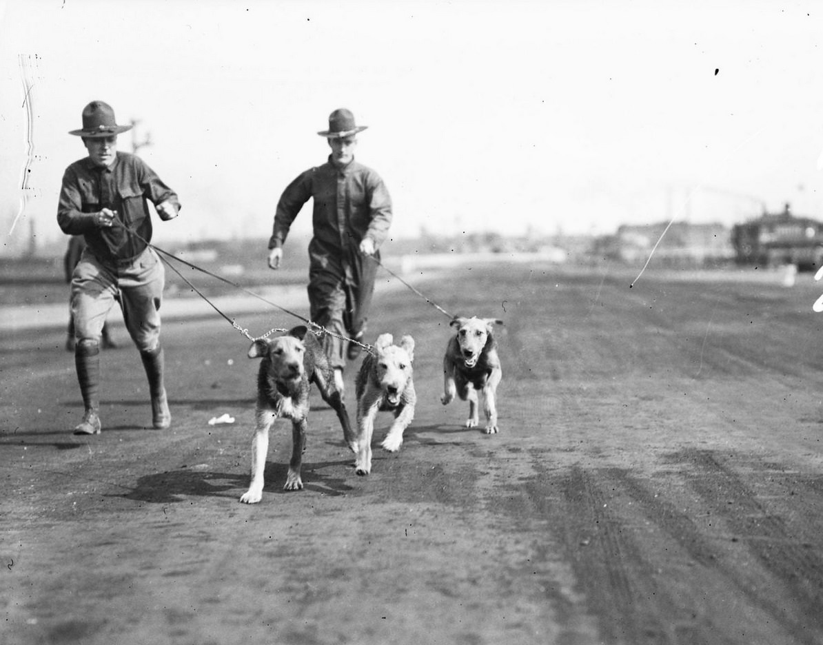 Three war dogs and two soldiers holding their leashes running outside at the war show in Grant Park, Chicago, Illinois, 1918.