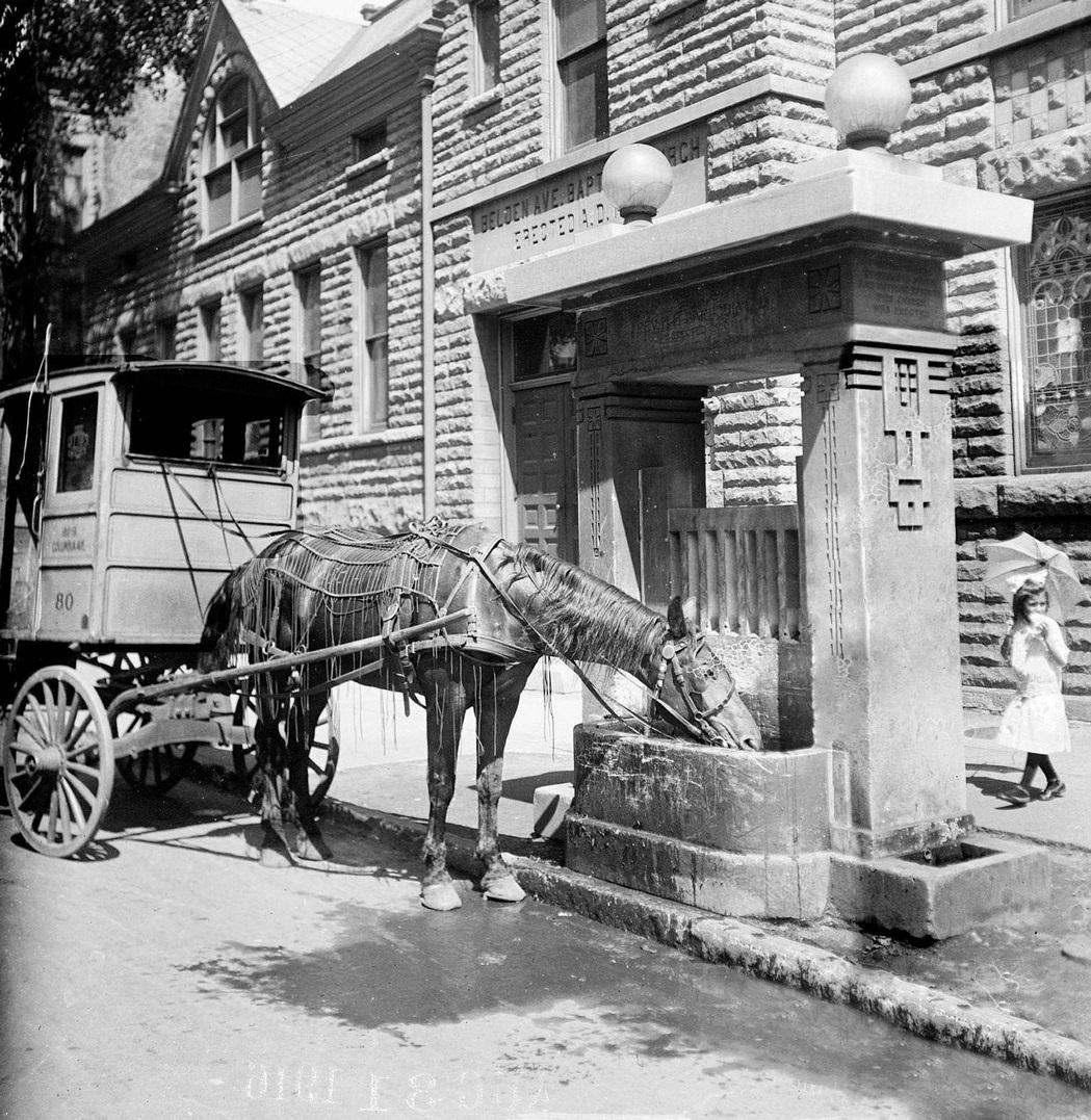 A horse attached to a covered cart, drinking from a trough in front of the Belden Avenue Baptist Church in the Lincoln Park community area, Chicago, Illinois, August 31, 1916.