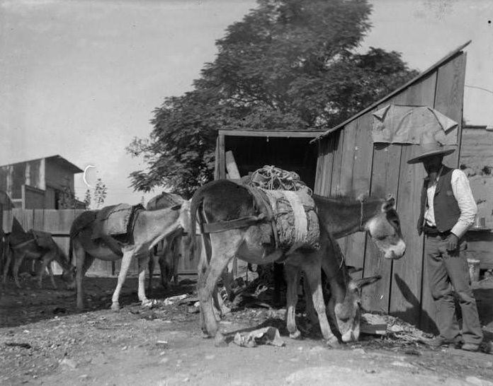 Man with horses, 1907