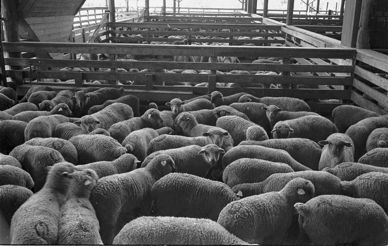 A pen of sheep in Fort Worth Stockyards, 1961