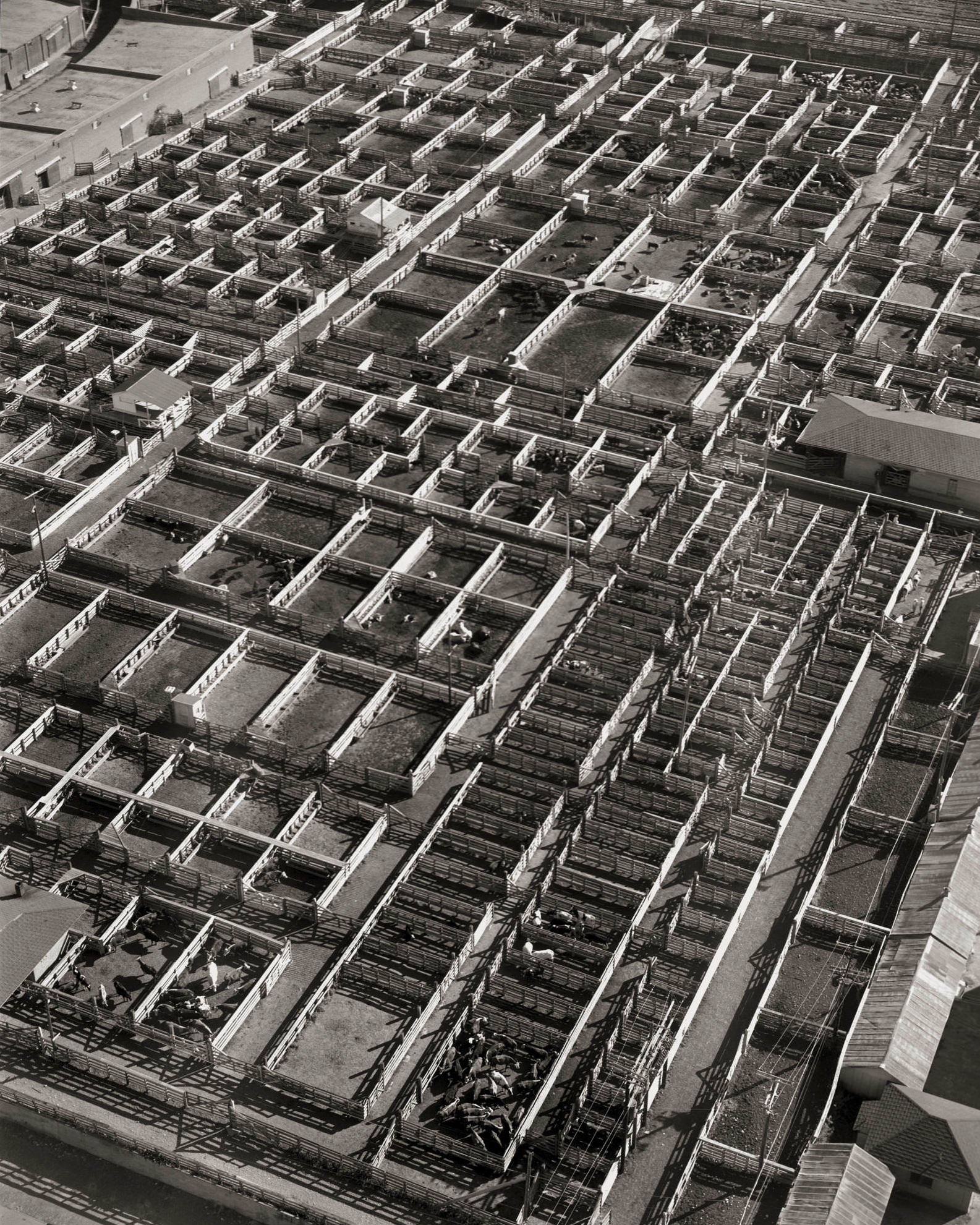 Fort Worth Stockyard, 1967