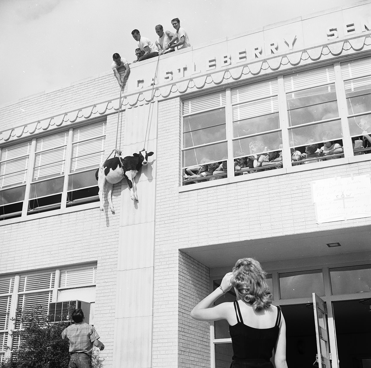 Seniors at Castleberry High School hoist a heifer cow to the roof of the high school building, 1962