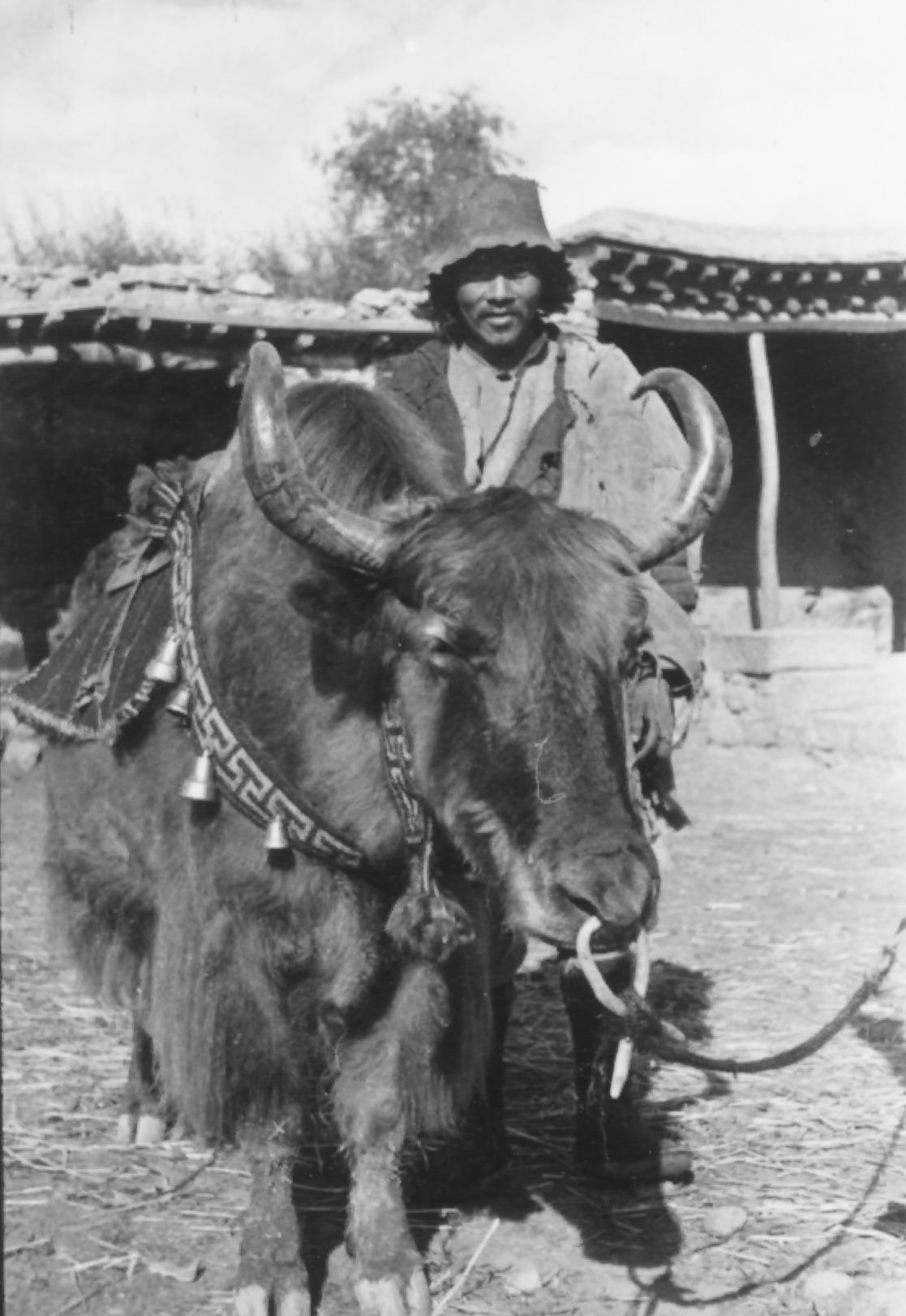 A Yak and Its Tibetan Owner, 1944