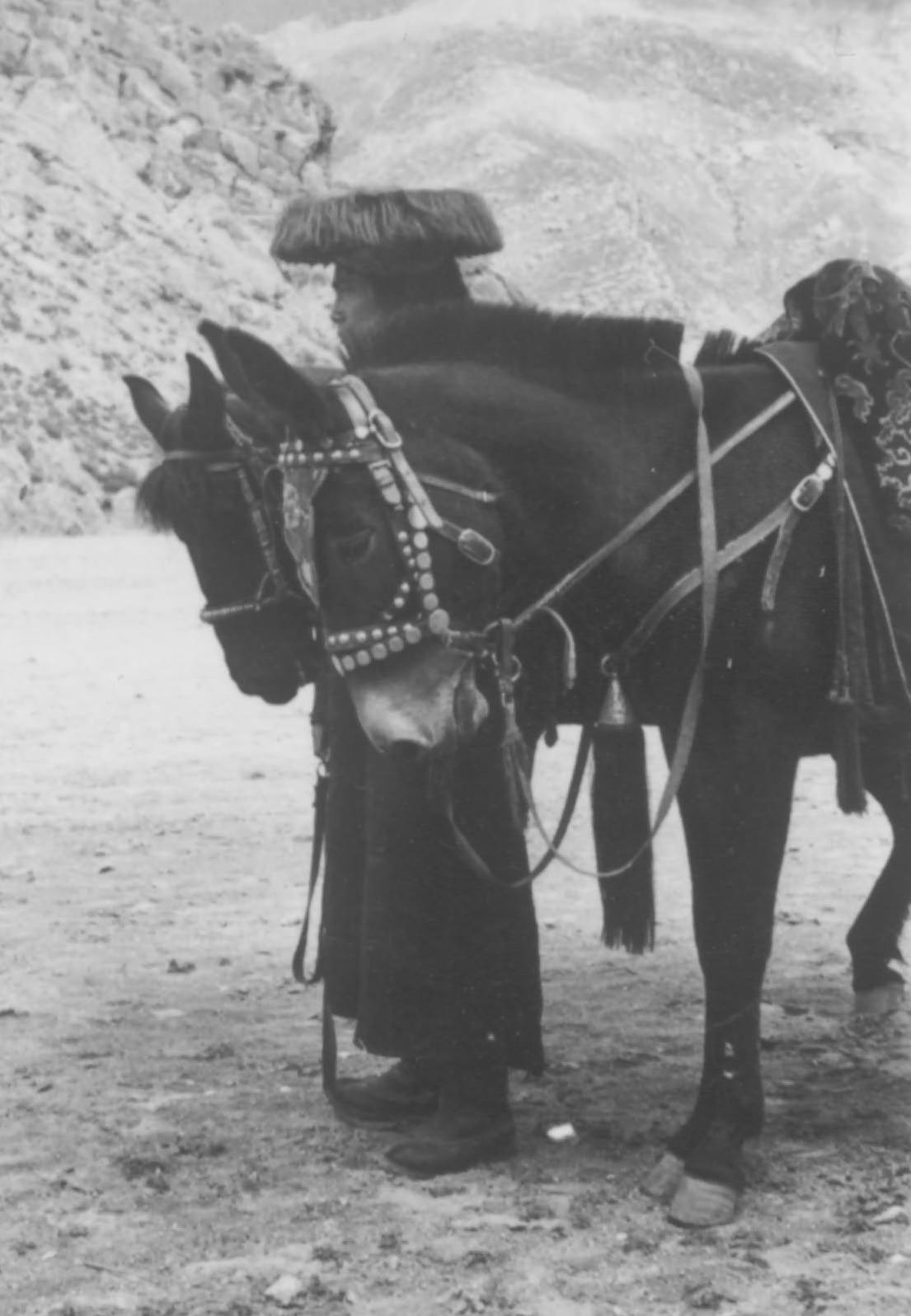 Gaily Caparisoned Riding Mules, 1944