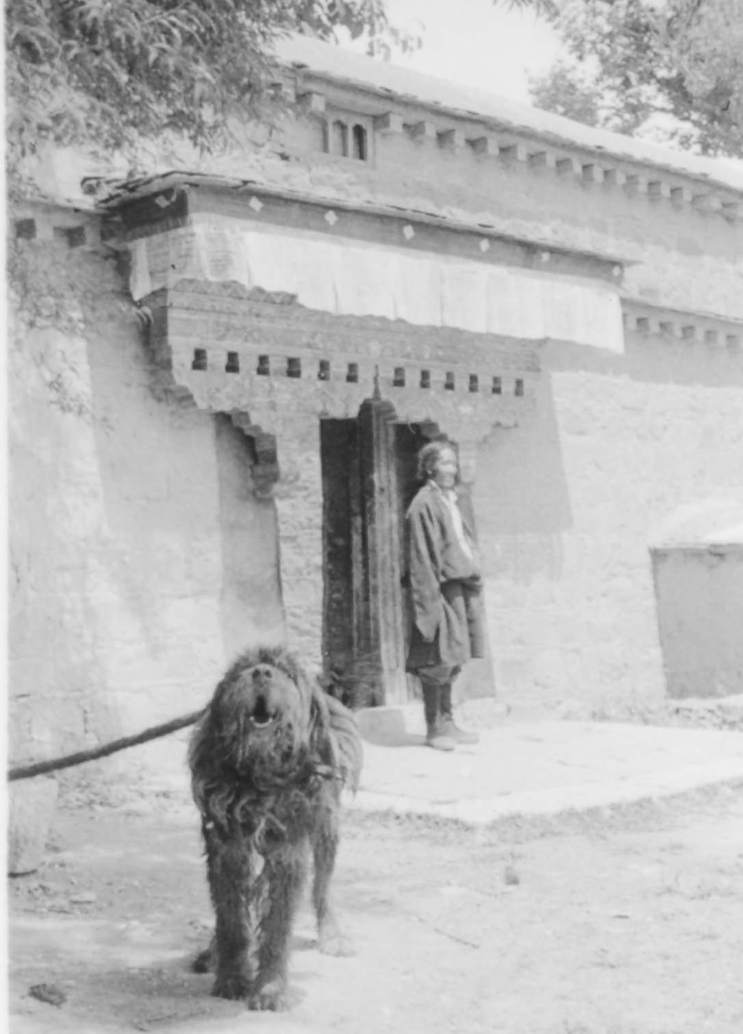 Shaggy Tibetan Dog Greets Us, 1944