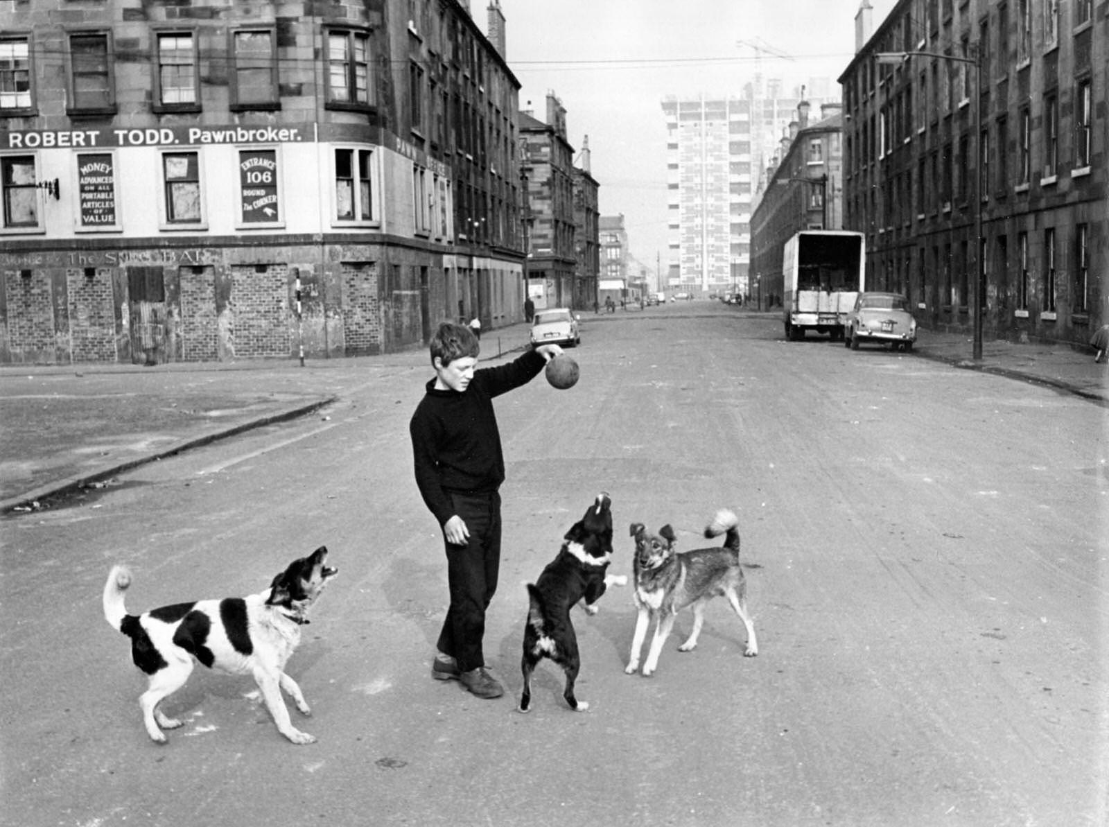 A boy playing with dogs in a road of tenement housing in the Gorbals area of Glasgow, 1960