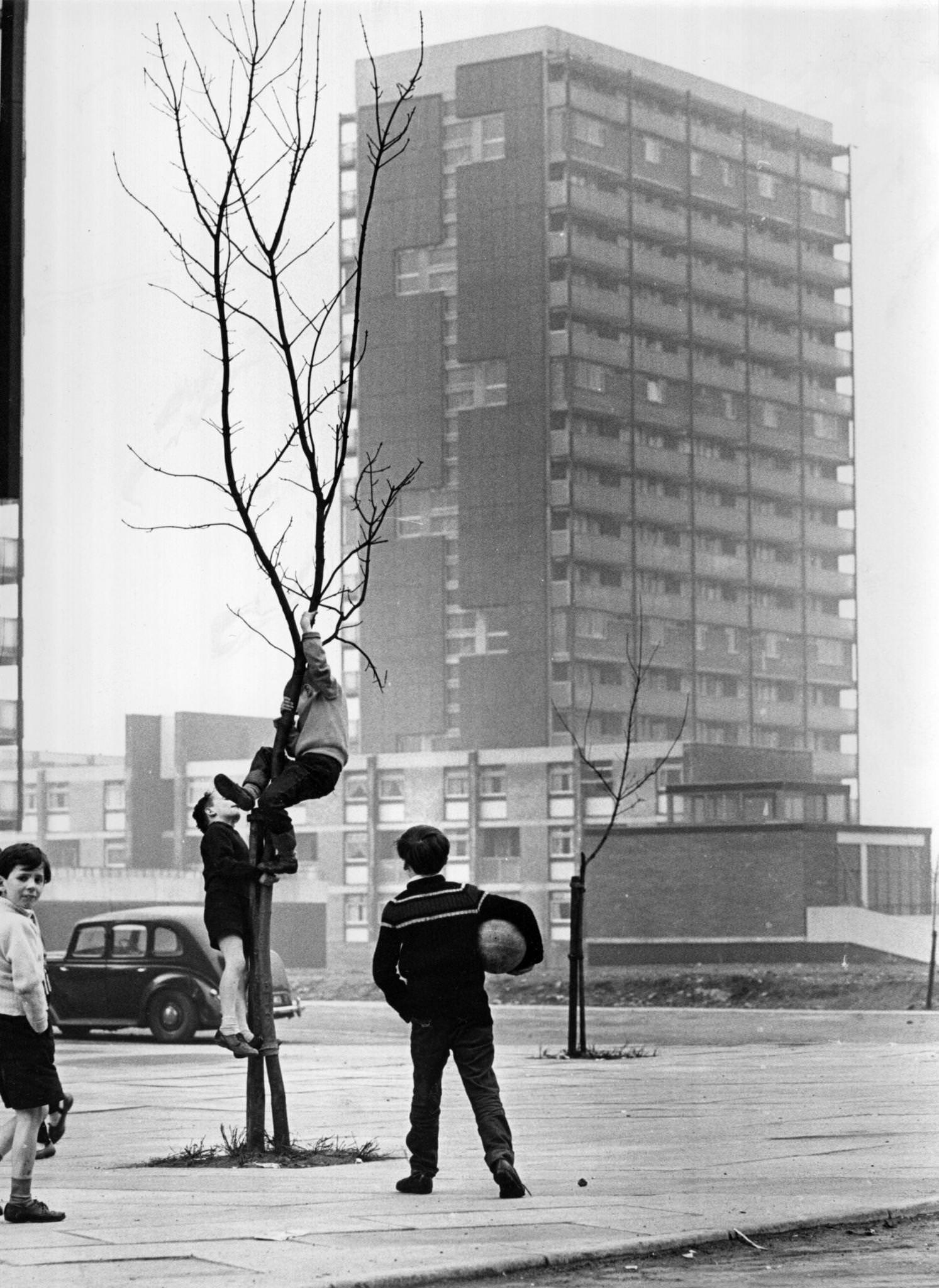 Boys climbing a tree near a modern tower block in the Gorbals area of Glasgow, 1960