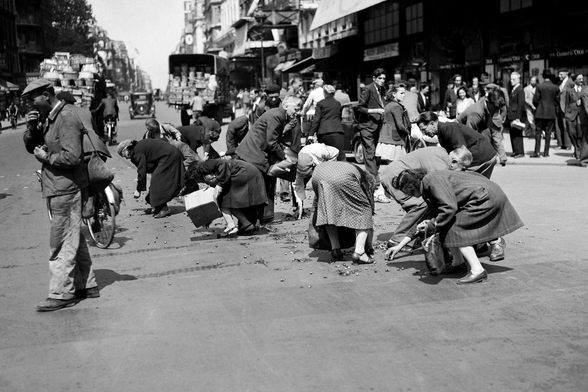 Parisians collect cherries fallen from a truck on a boulevard near Les Halles district, in June 1946 in Paris.