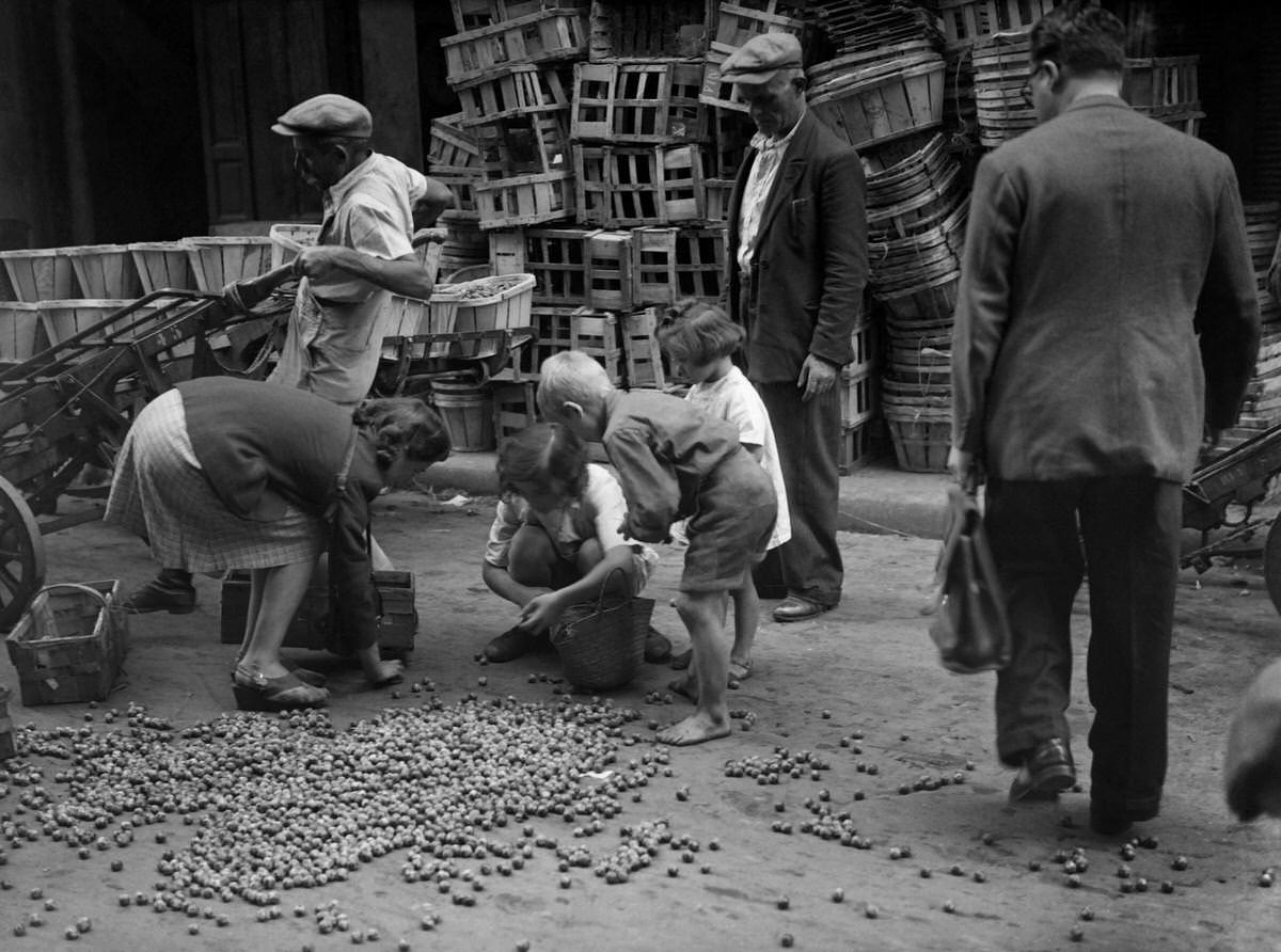 Poor children pick cherries in a street of Les Halles district in August 1945 in Paris