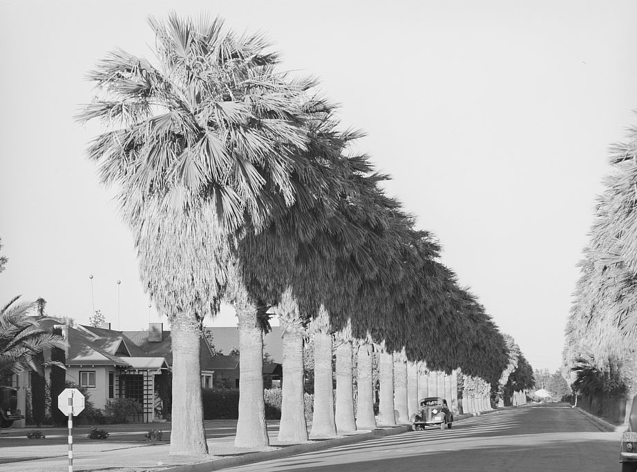 Avenue of palms line the residential streets of Phoenix, Arizona, 1940