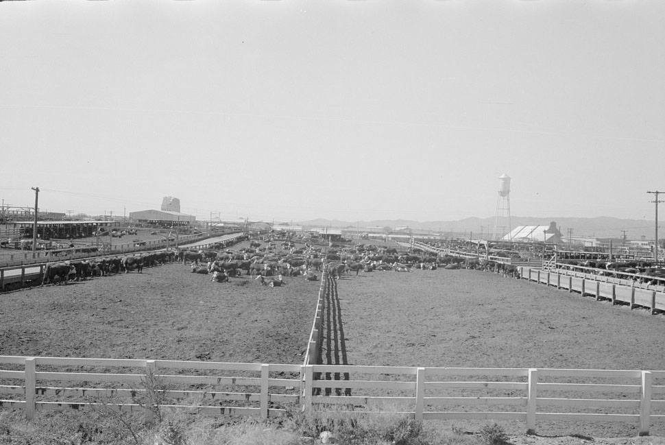Pens and cattle of large meatpacking plant in Phoenix, Arizona, 1940