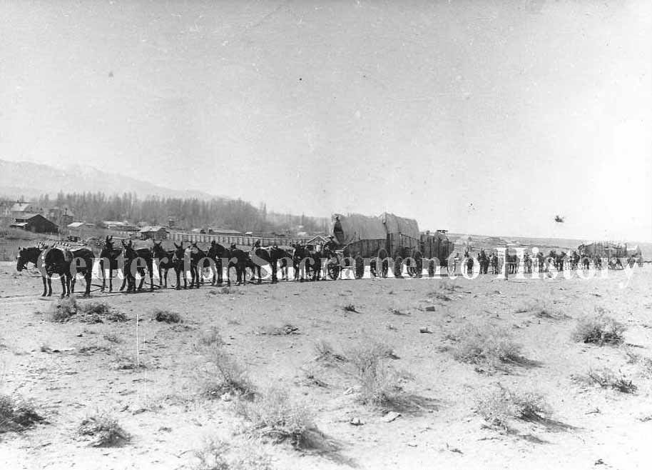 Two eight mule hitch freight wagons, 1880