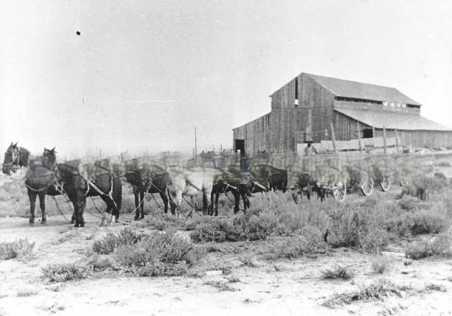 An eight horse hitch freight wagon, 1880