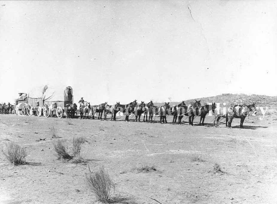 A twelve mule hitch freight wagon, 1884