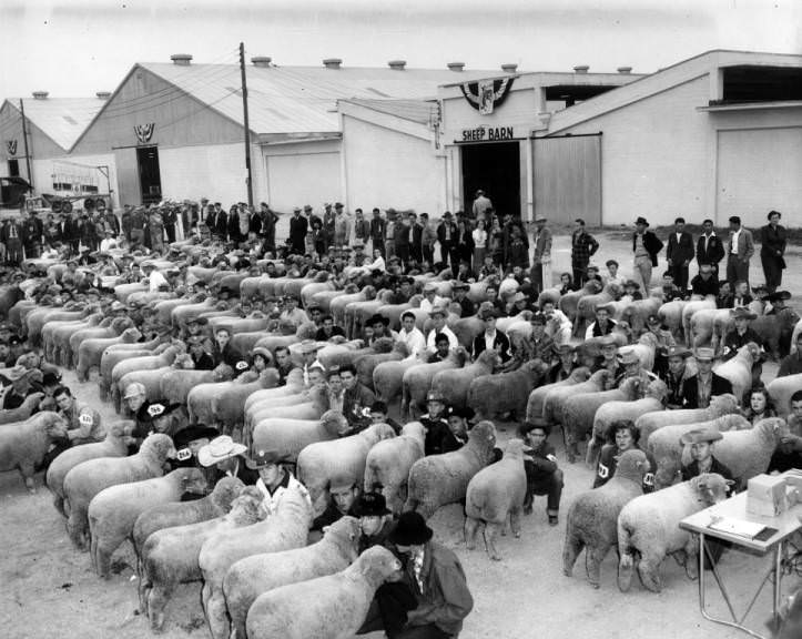Sheep lined up for judging outside the sheep barn during the San Antonio Livestock Exposition, 1954