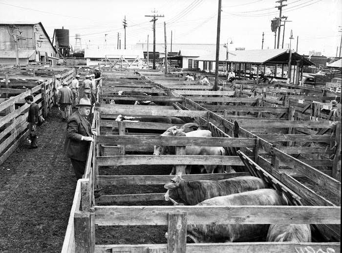 Men standing around pens at stockyards, 1950