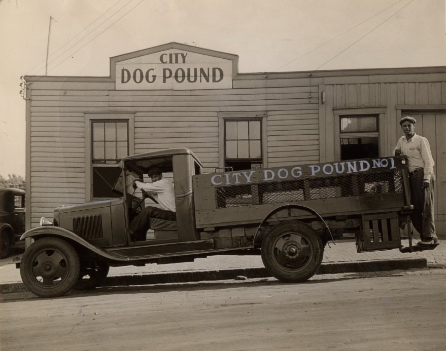 Dog Pound Veterinarian, 1933