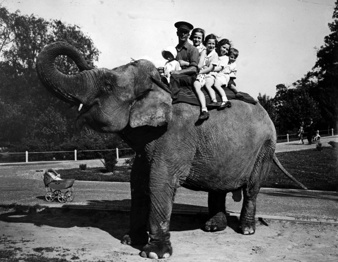 Miss Jim and her keeper, Phil Rost, giving children a free ride at the St. Louis Zoo, 1932