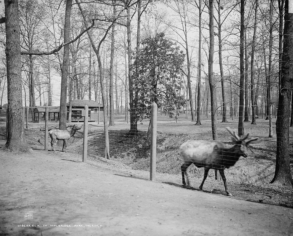 Elk in Walbridge Park, Toledo, Ohio, 1905