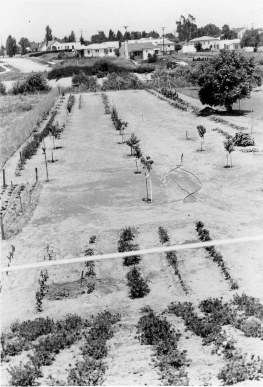 An unidentified orchard and garden in Corpus Christi, Texas around the time of a hurricane in 1919.