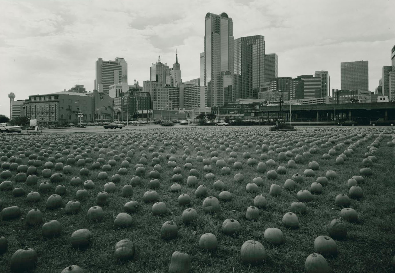 Pumpkin fields in Dallas, 1960s