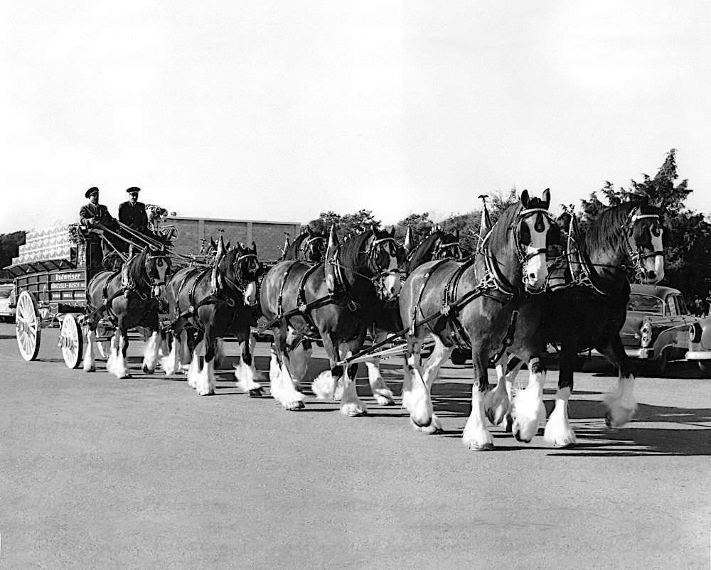 Clydesdales Horses Budweiser, 1944
