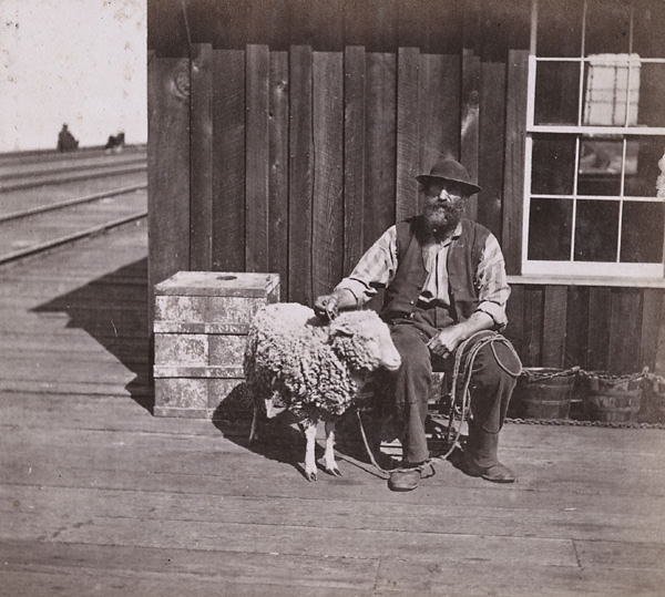 Decoy Sheep--Oakland Wharf, 1864