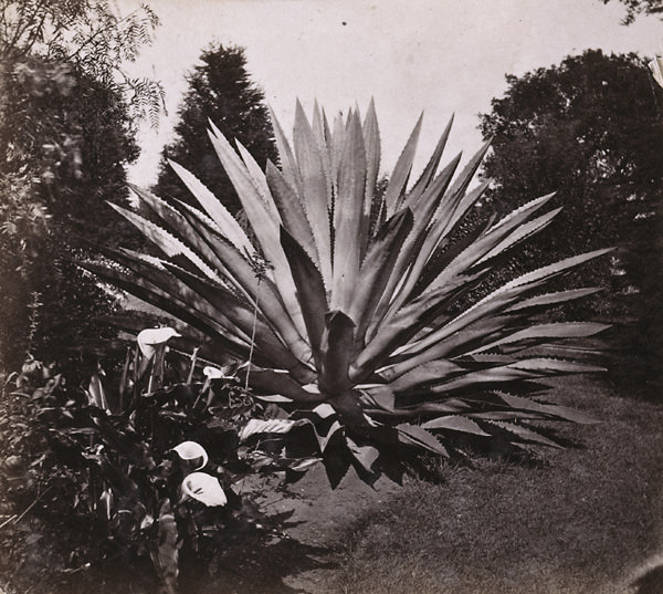 1439. A Century Plant at Maj. Kirkham's residence, Oak Street, Oakland, 1868