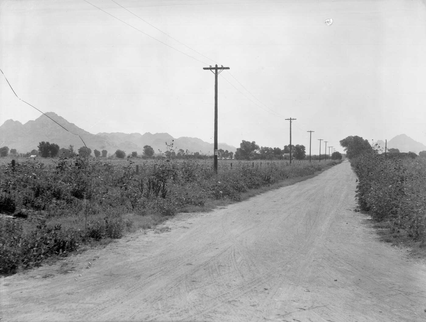 Landscape of an Old Road Near Phoenix, Arizona, 1925