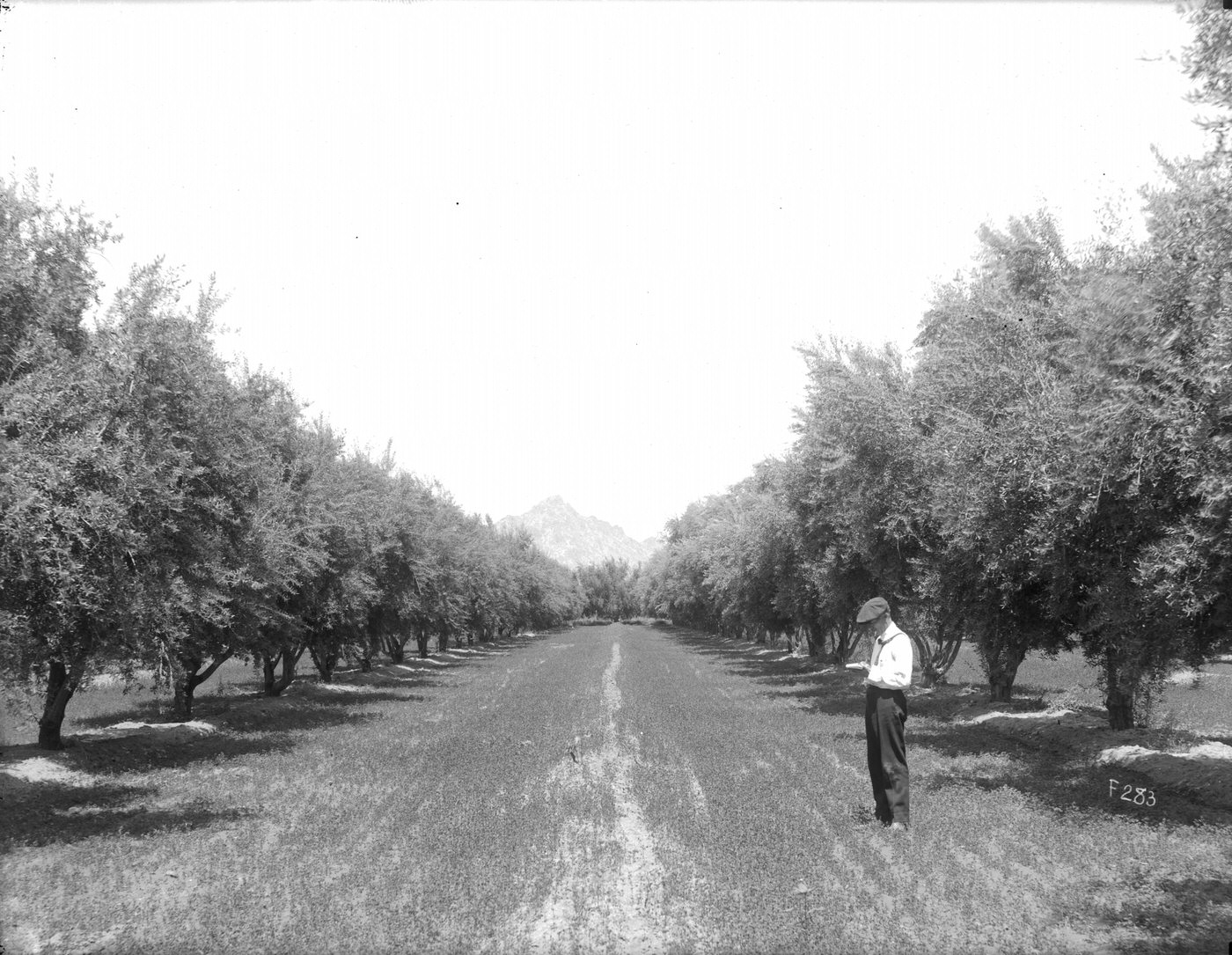 Munger Olive Grove, 1929