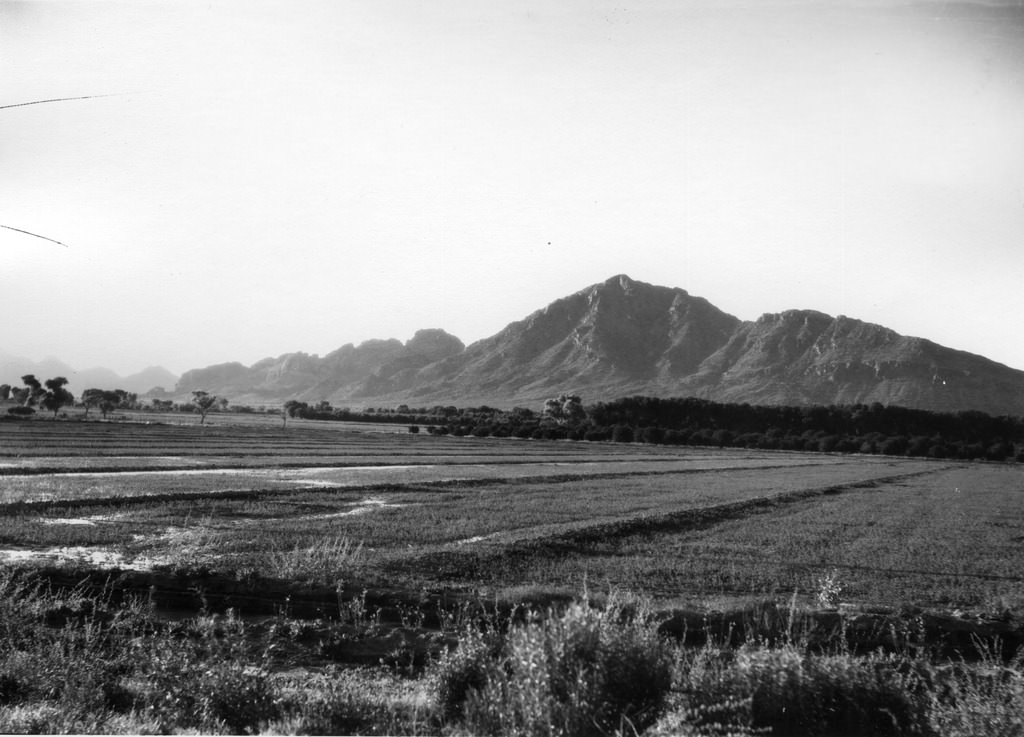 Miles of alfalfa fields framed by citrus groves and Camelback Mountain in 1923. The alluvial soil of the Salt River Valley made it one of the most fertile regions in the world.