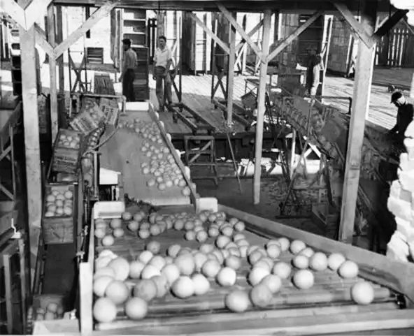 Arizona Citrus Growers field box dump station in the 1930s near downtown Phoenix.