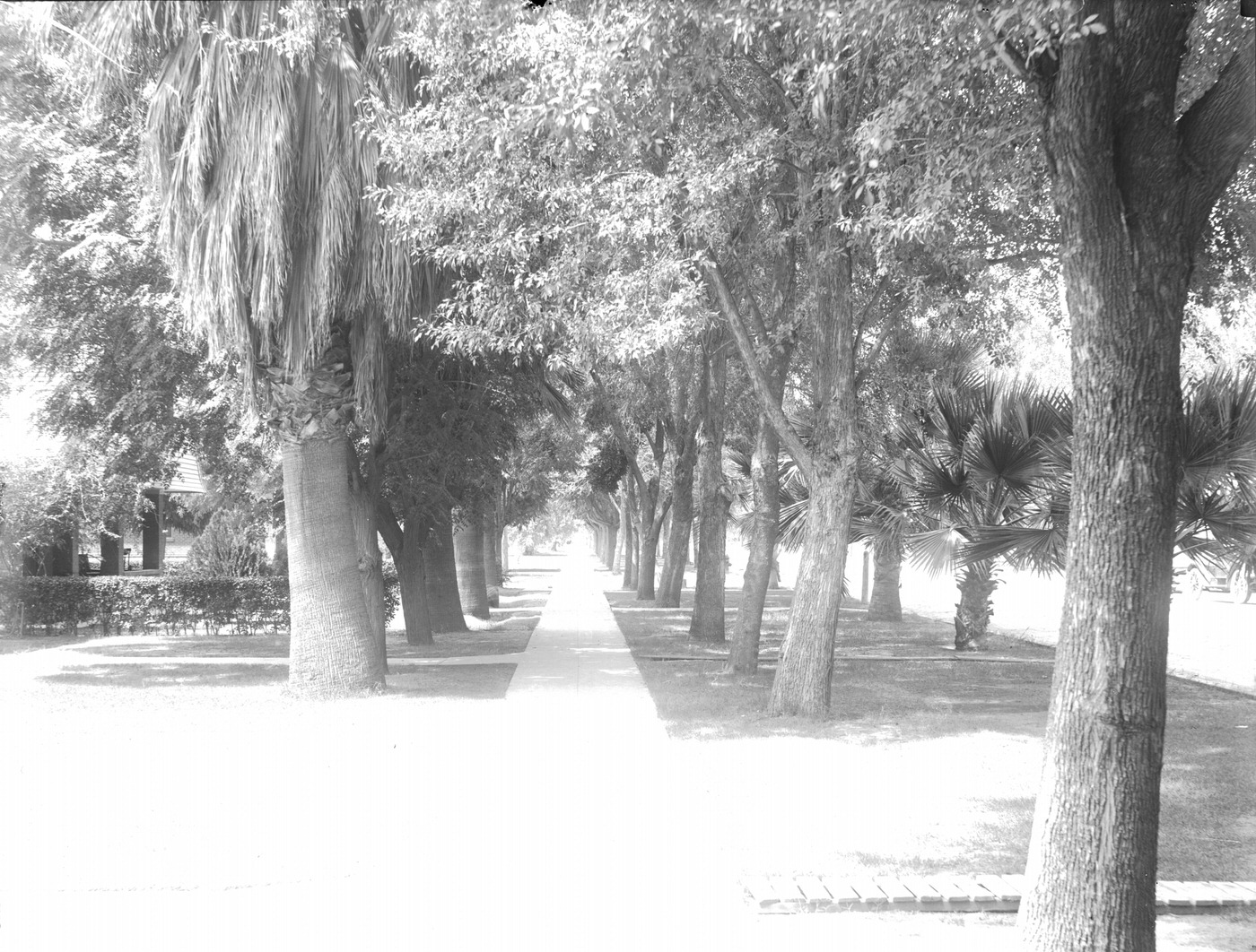 Unidentified Sidewalk With Trees, 1900s