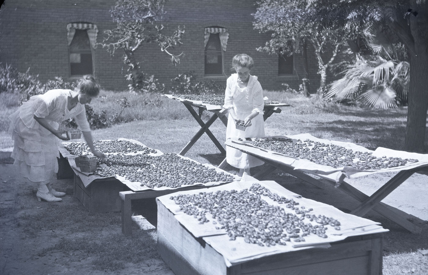 Beatrice and Margaret McCulloch Drying Dates, 1915