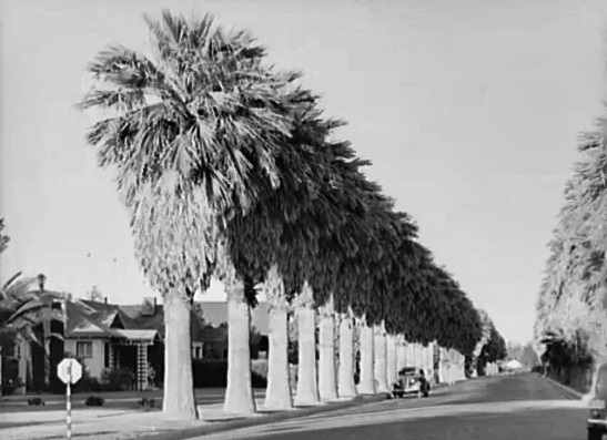 Palm trees line a Phoenix residential street in May 1940.