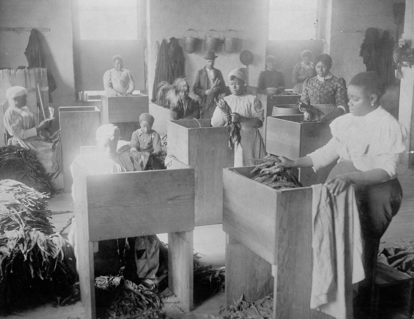 African, Americans, mostly women, sorting tobacco at the T.C. Williams & Co., tobacco, Richmond, Virginia, 1900