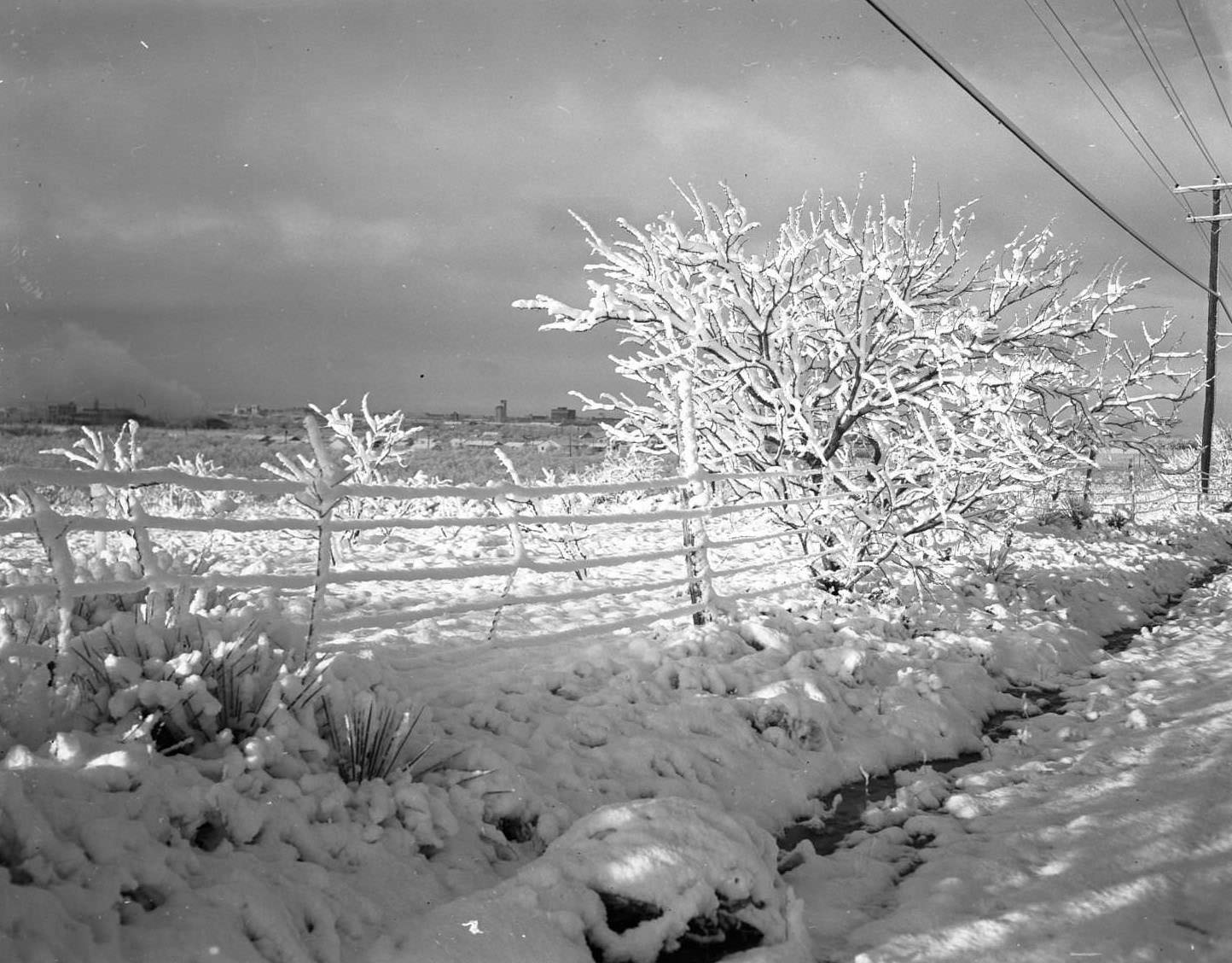 Snow covering a barbed wire fence, a tree, and several plants, 1958