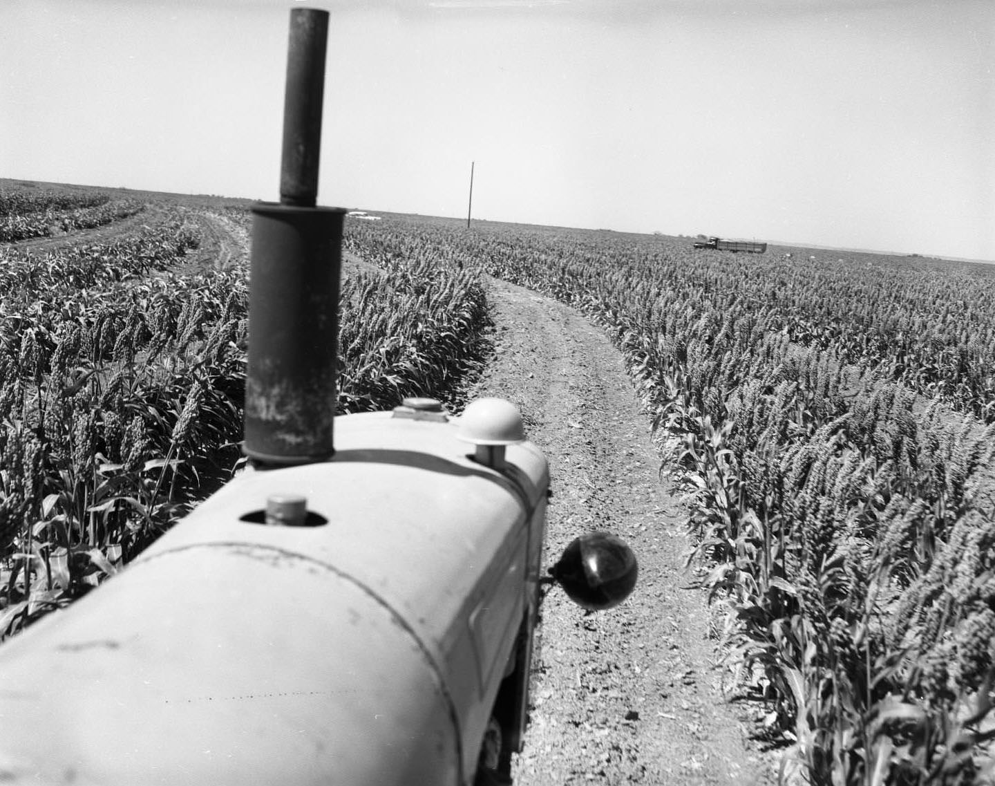 Tractor in Field of Crops, 1959