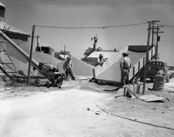 Truck Unloading Grain, 1959