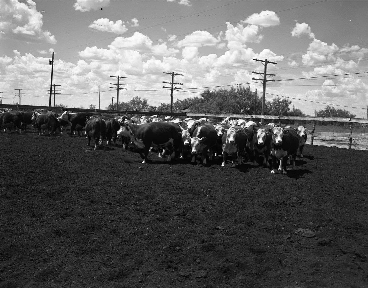 Cattle on Highway 80 East, 1958