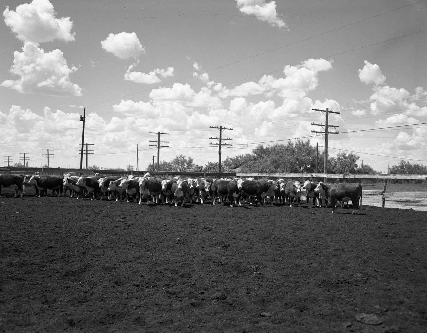 A herd of cattle surrounded by a fence near Highway Eighty East in Abilene, Texas, 1958