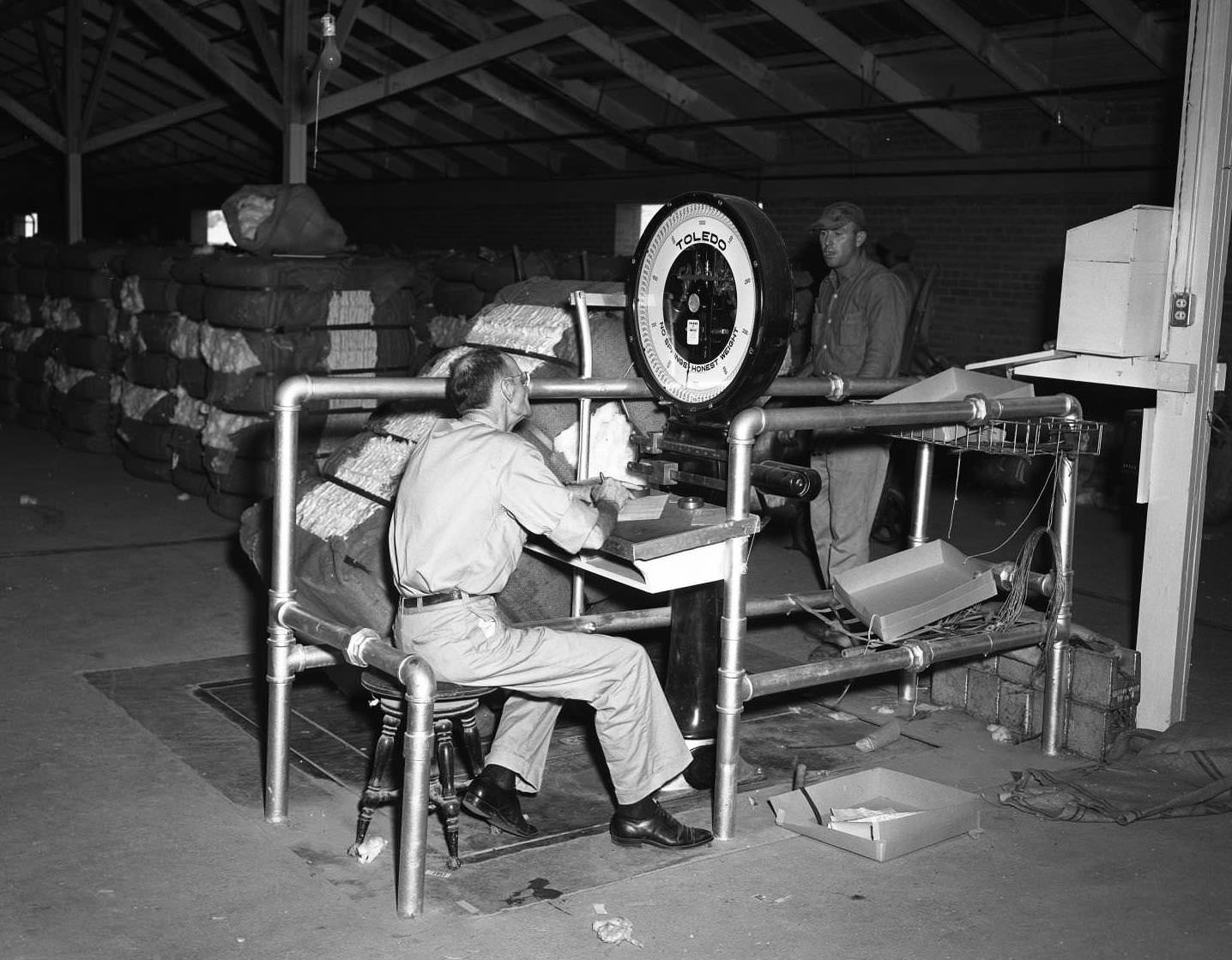 A man weighing a large barrel of compressed cotton, 1956. One man is checking the scale and another is holding the cotton on a dolly.