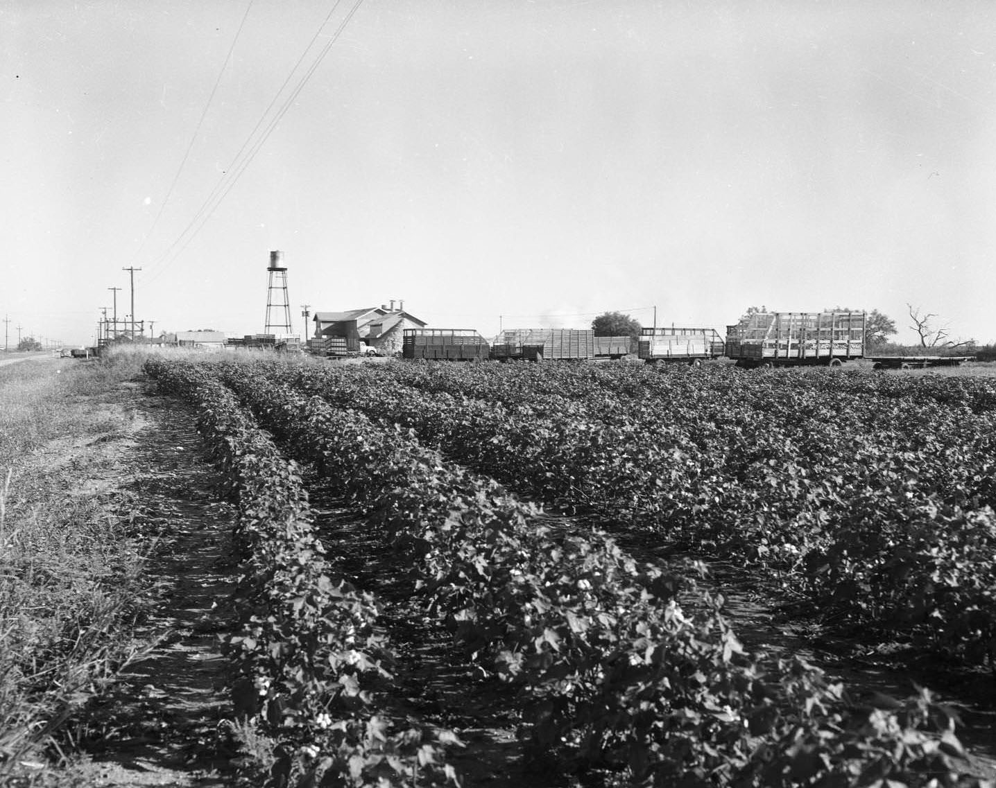 A cotton gin and the surrounding cotton fields. Several large trailers and storage areas are also around the fields, 1958