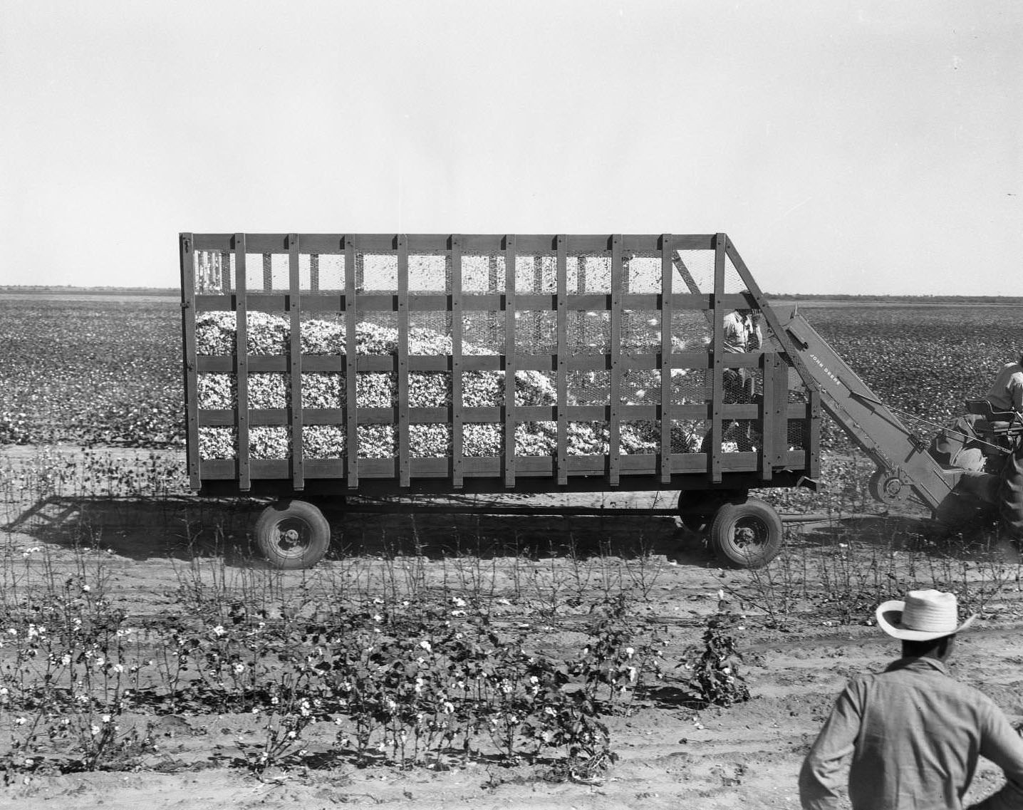 A tractor and trailer of cotton in a field, 1958